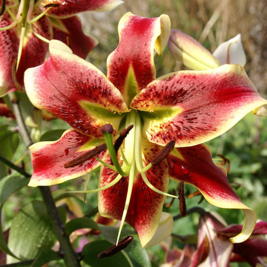 Lilium Scheherazade