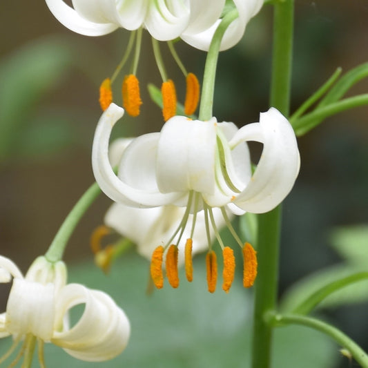 Lilium Snowy Morning
