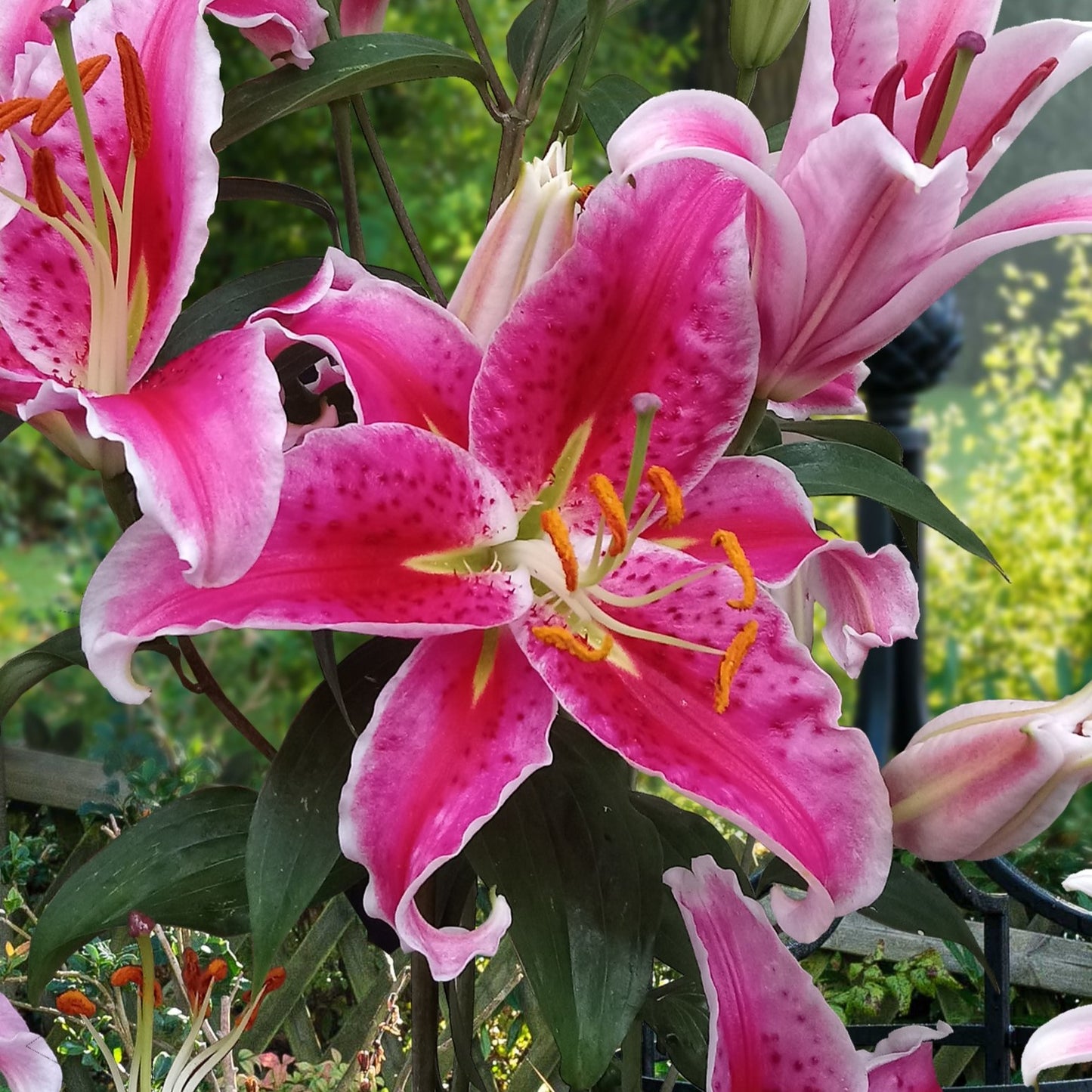 Lilium Stargazer