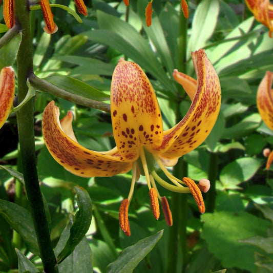 Lilium Sunny Morning
