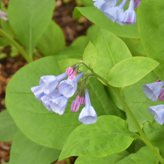 Mertensia virginica