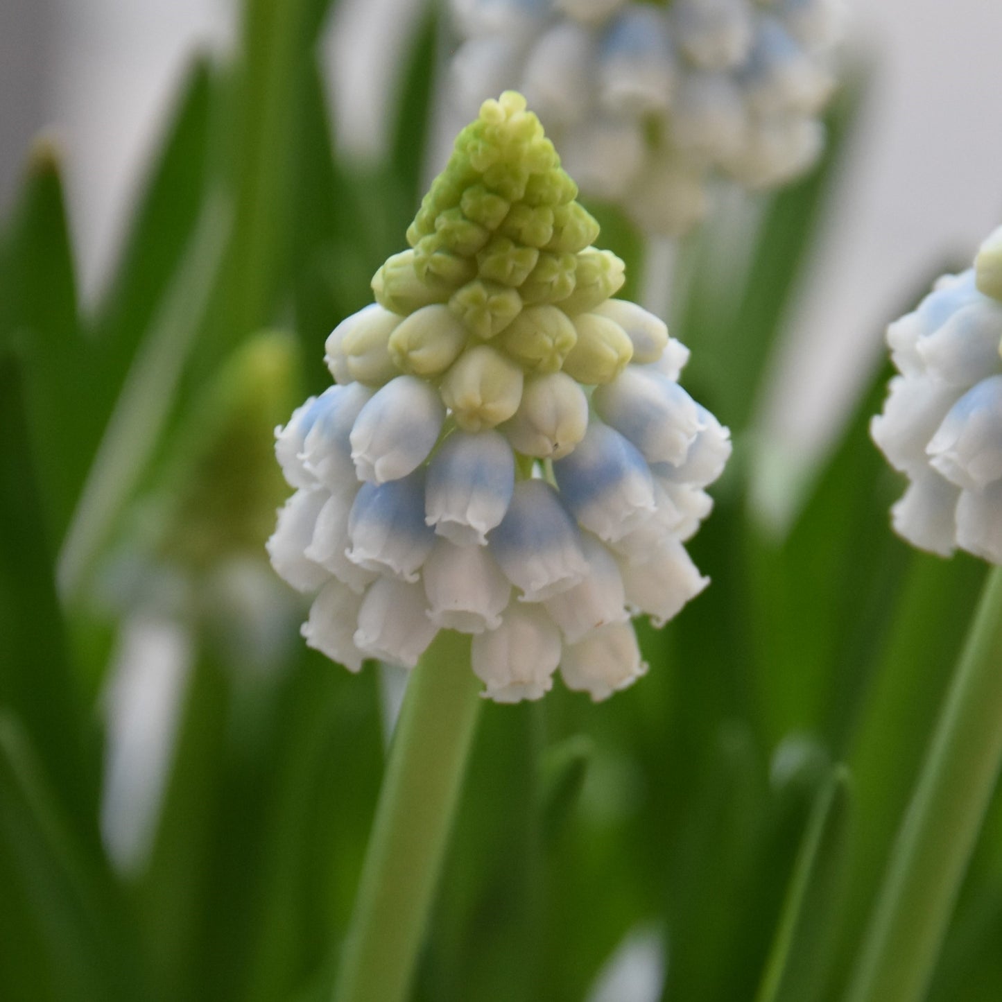 Muscari Alaska