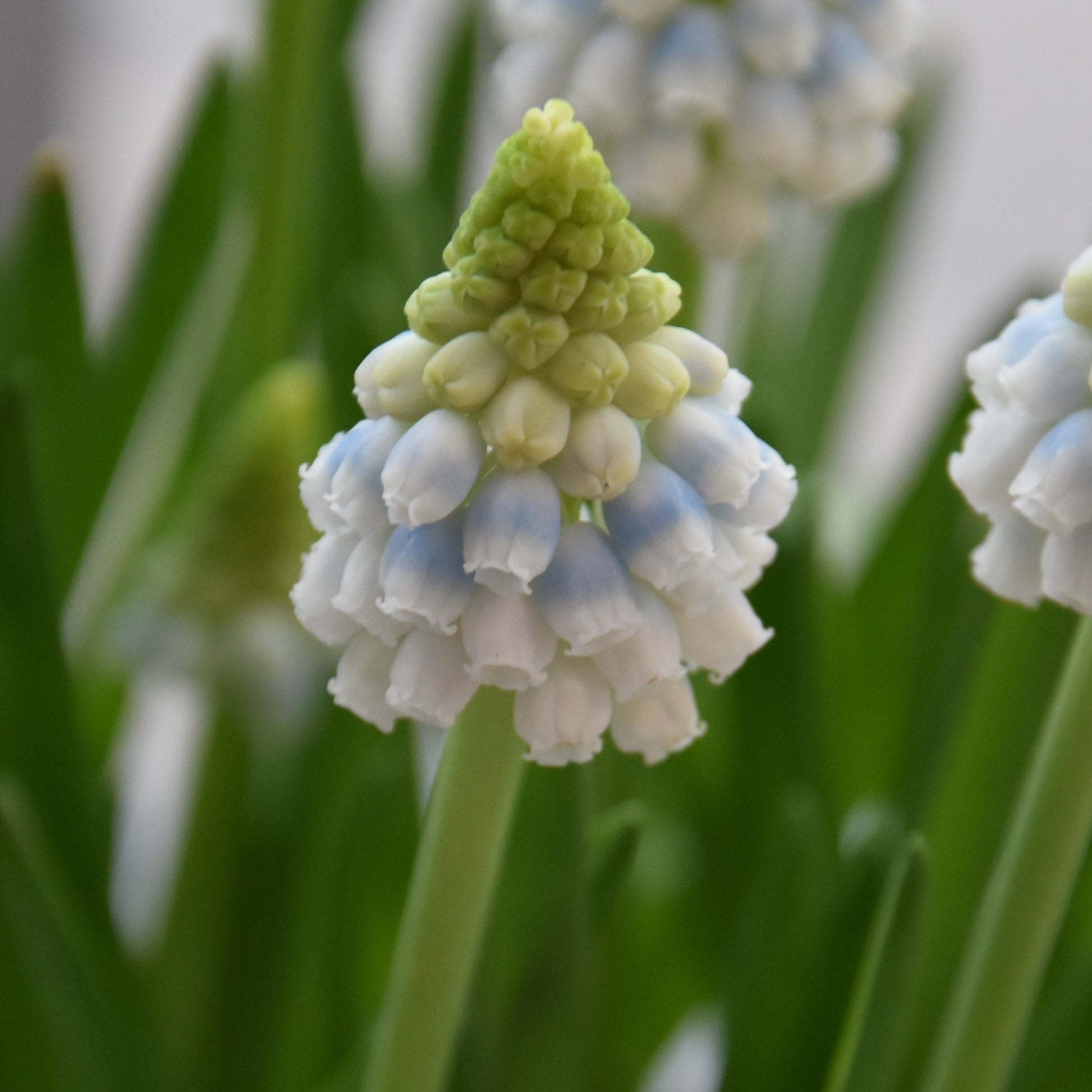 Muscari Alaska