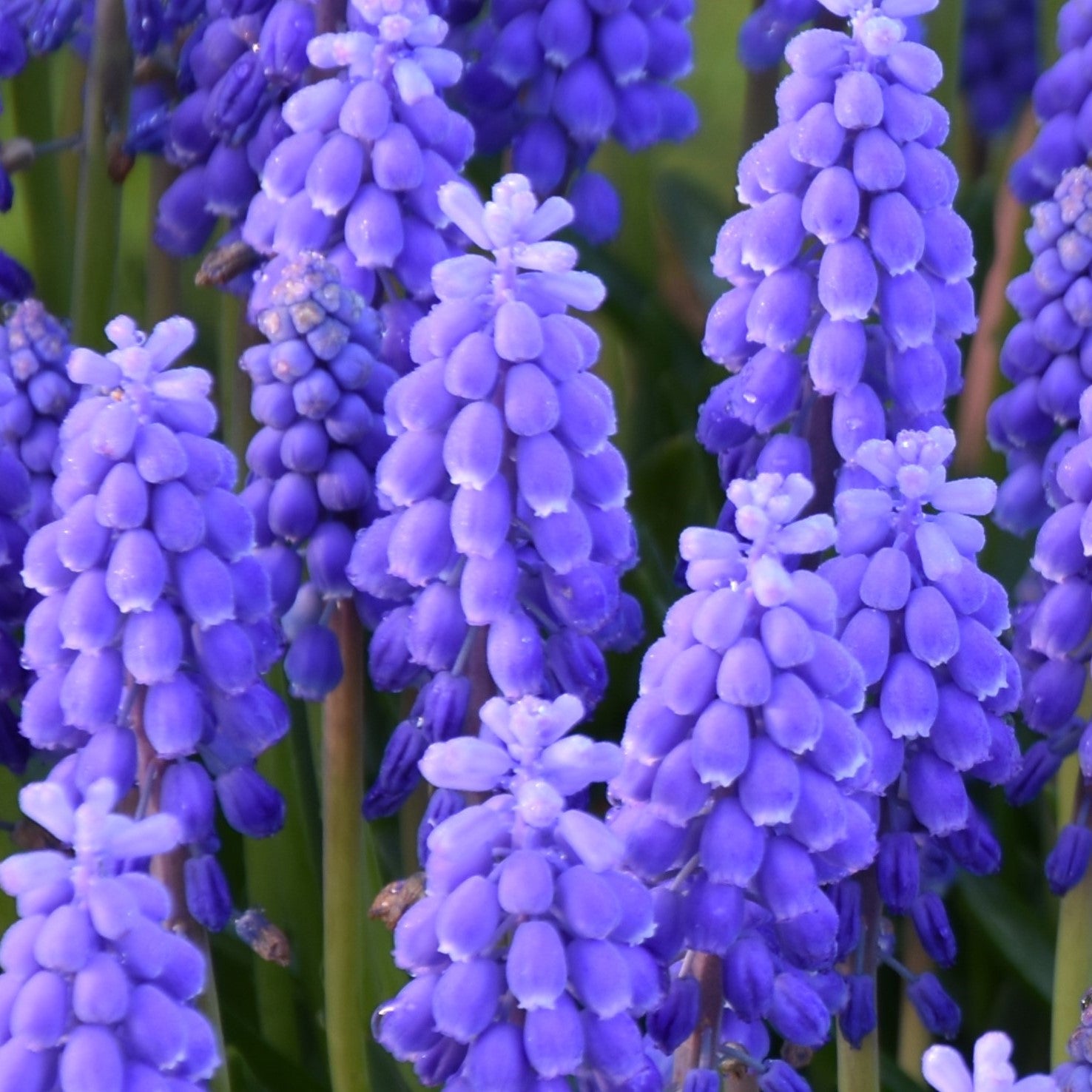 Muscari armeniacum
