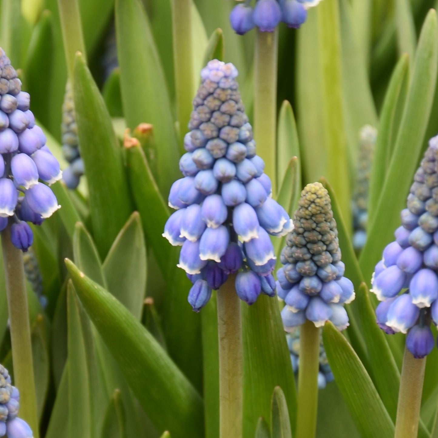 Muscari Alida