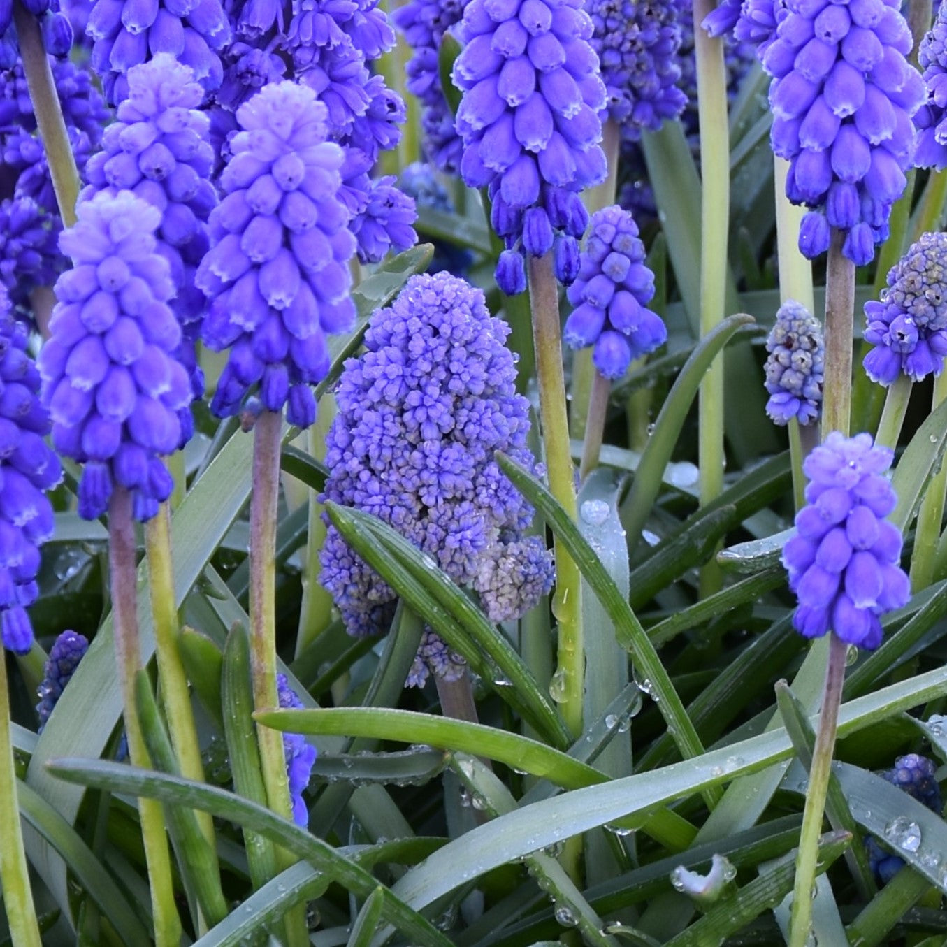 Muscari armeniacum 'Blue Spike'