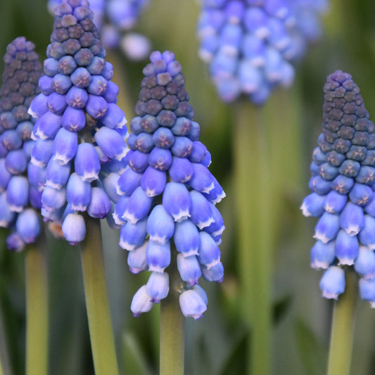 Muscari Carola