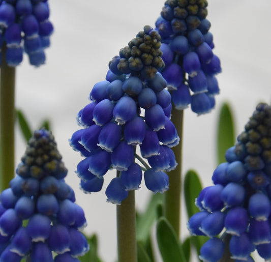 Muscari Marleen
