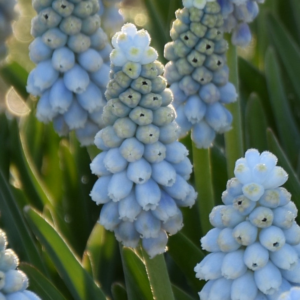Muscari Esther