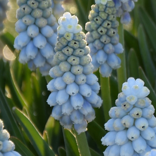 Muscari Esther