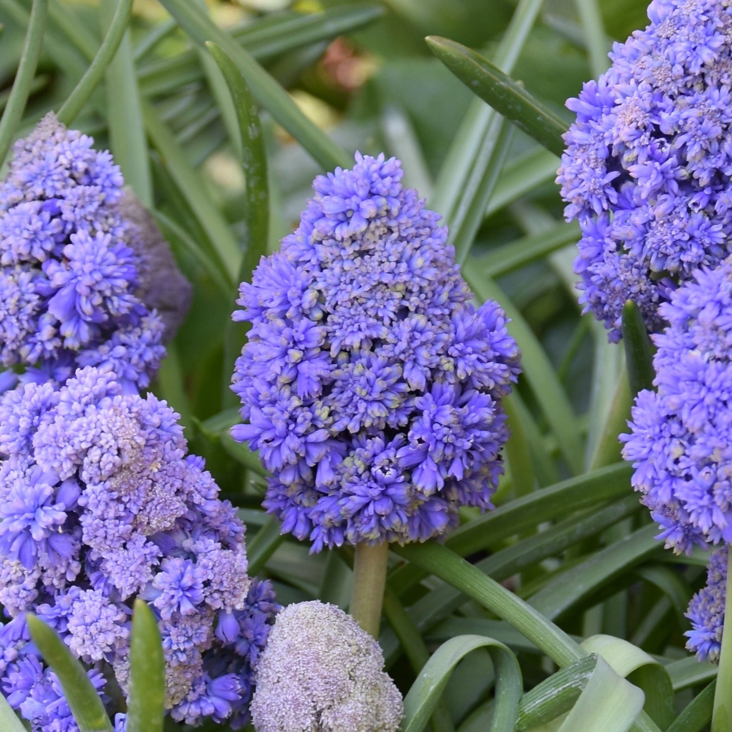 Muscari armeniacum 'Fantasy Creation'