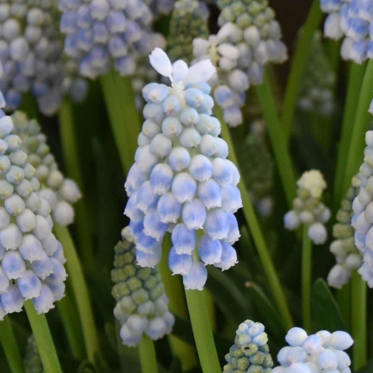 Muscari Peppermint