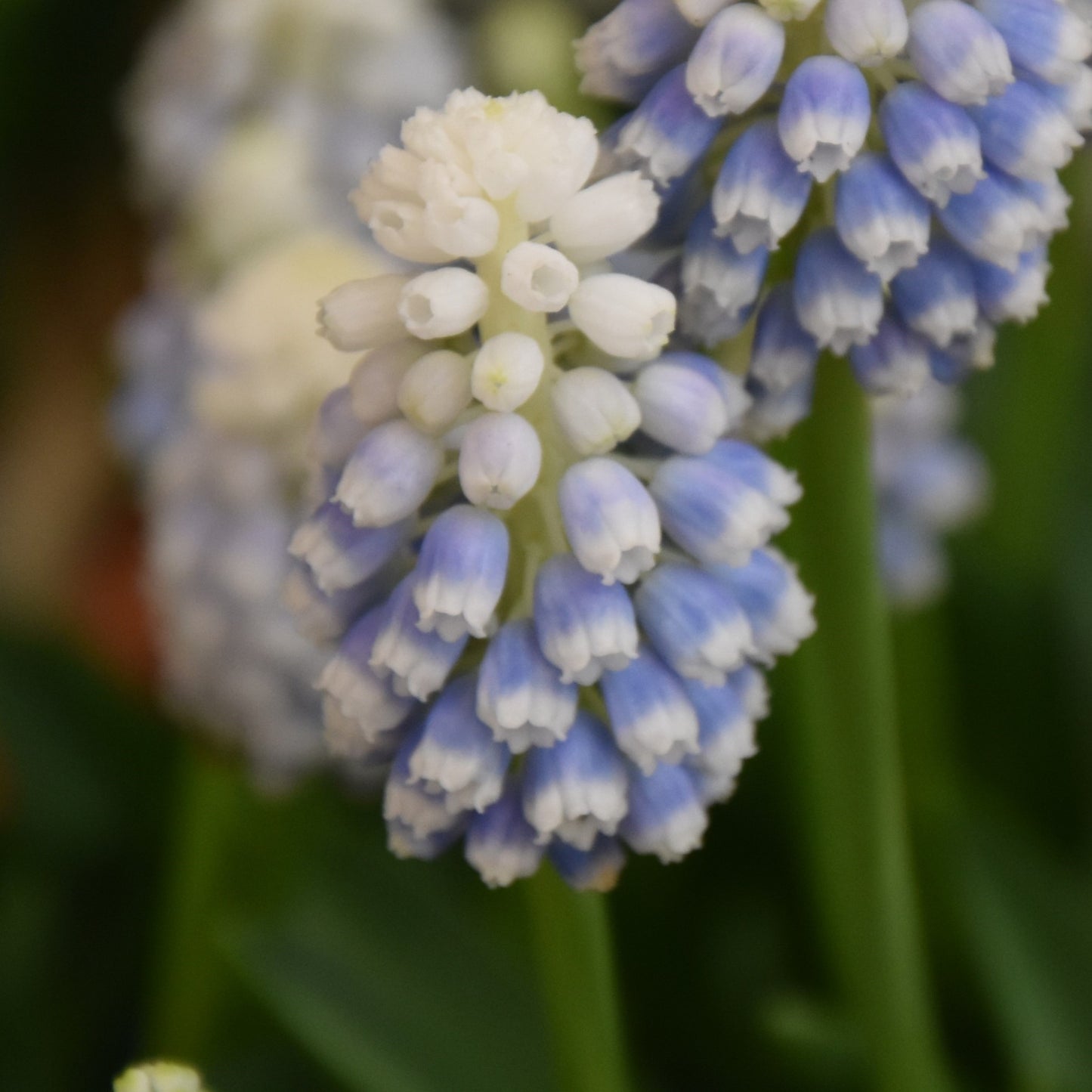 Muscari armeniacum 'Manon'