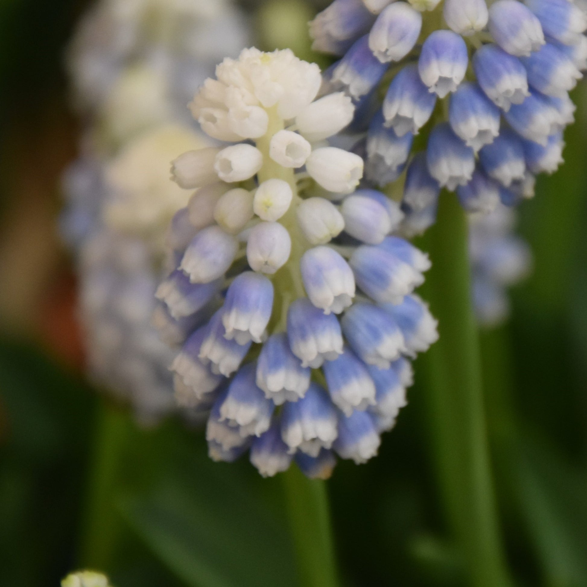 Muscari armeniacum 'Manon'