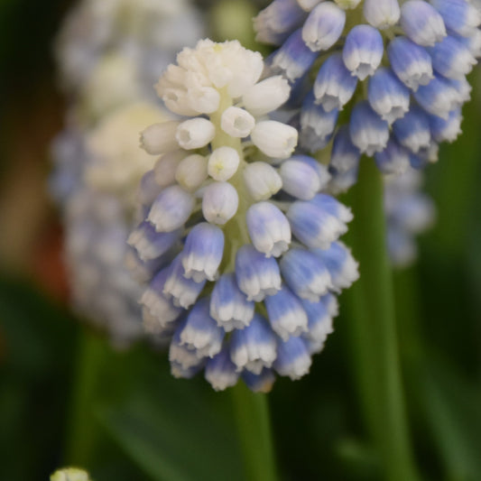Muscari armeniacum 'Manon'