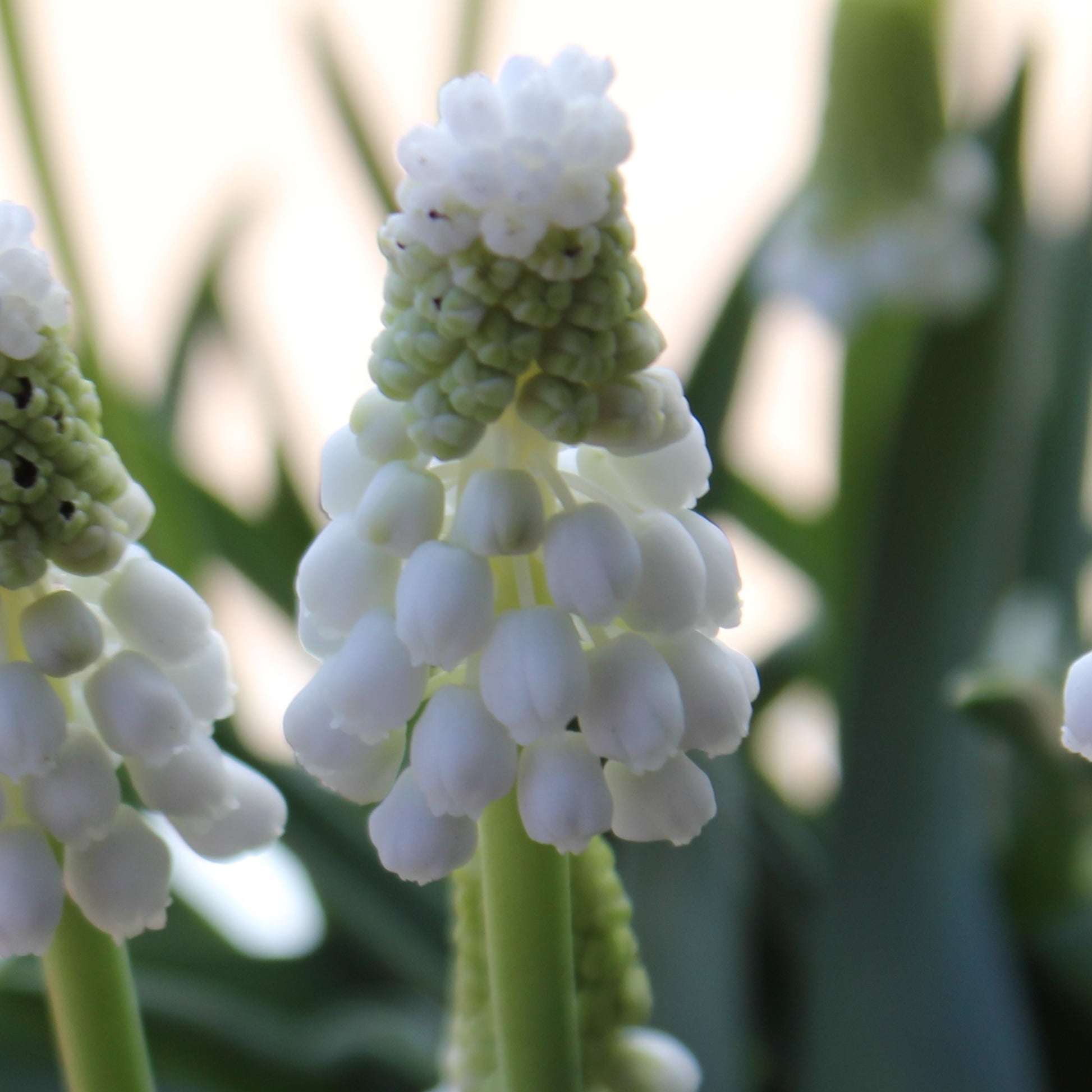 Muscari armeniacum 'Siberian Tiger'
