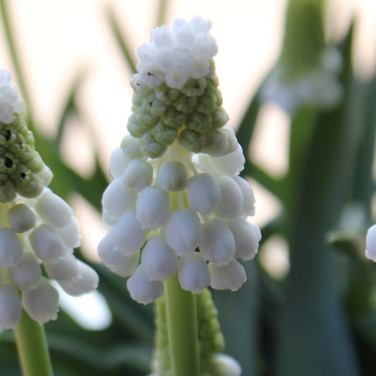 Muscari armeniacum 'Siberian Tiger'