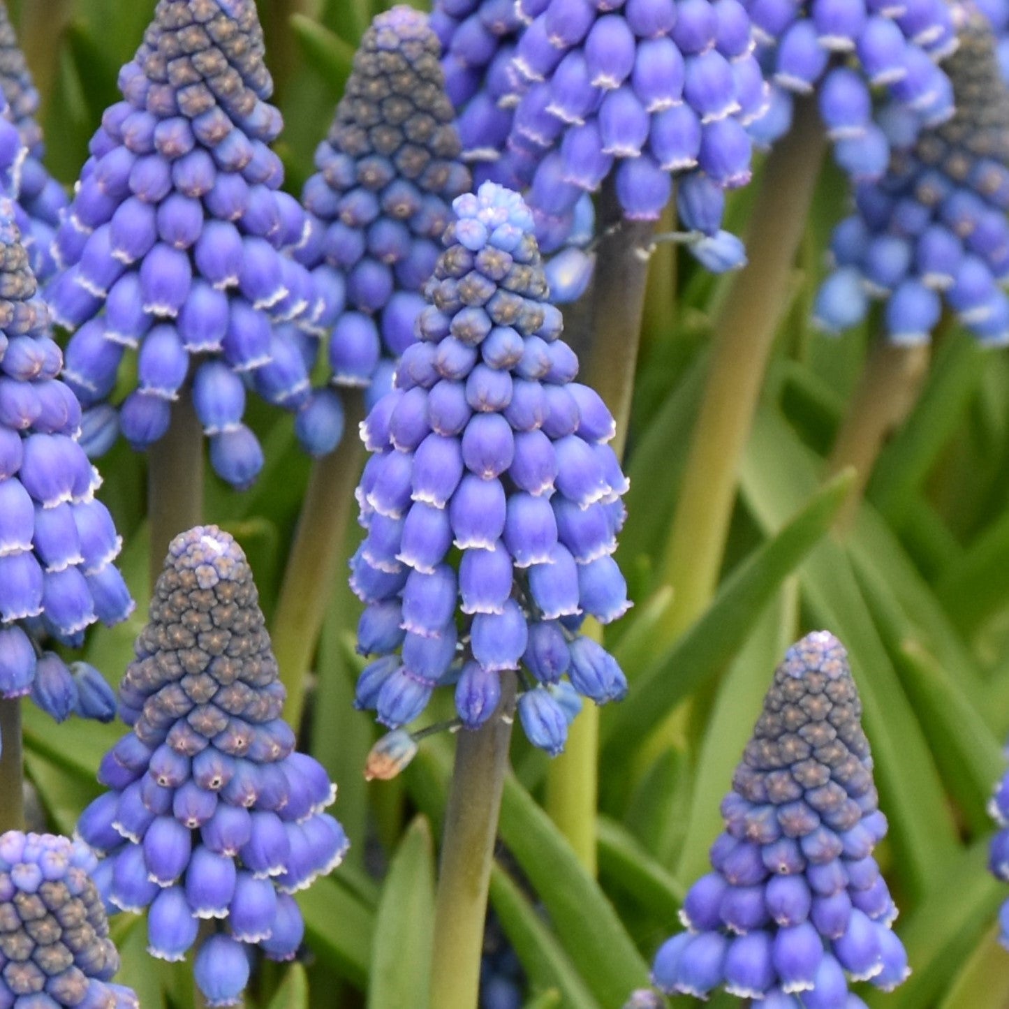 Muscari Lindsay