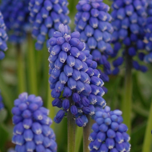 Muscari aucheri 'Blue Magic'