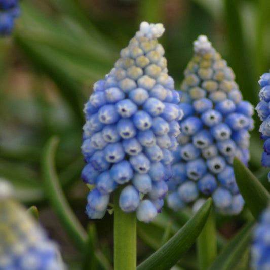 Muscari aucheri 'Ocean Magic'