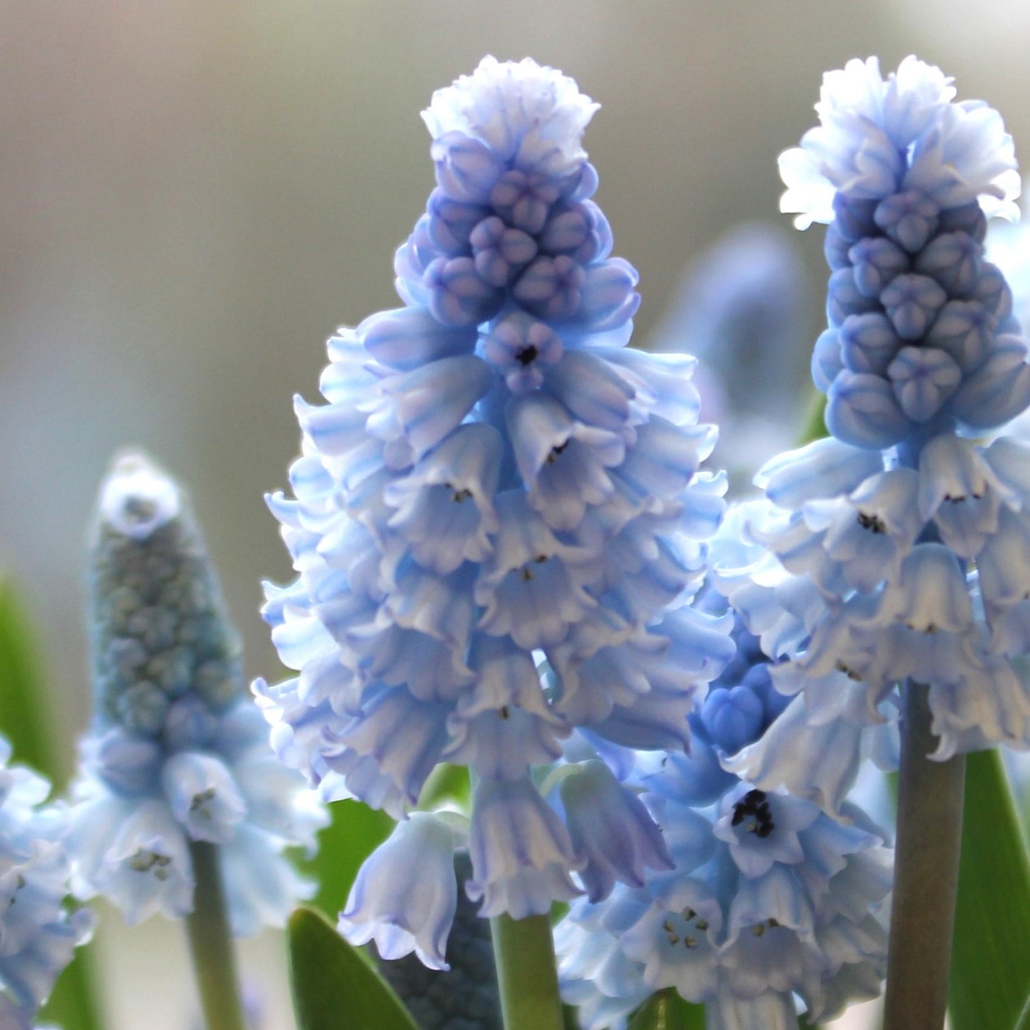 Muscari azureum