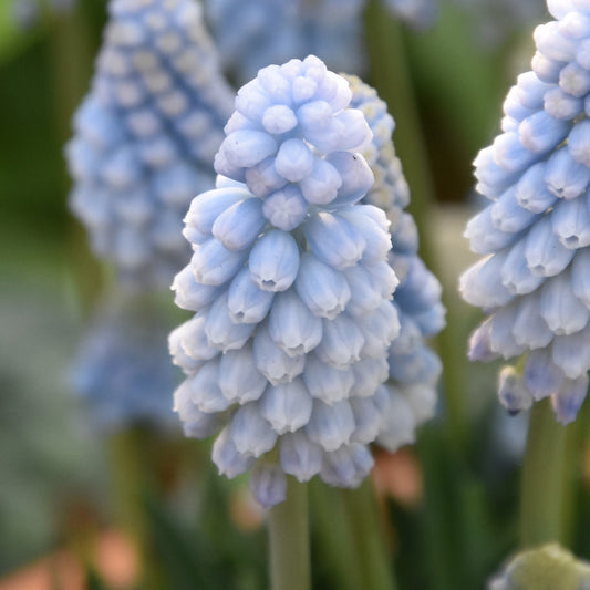 Muscari Baby’s Breath