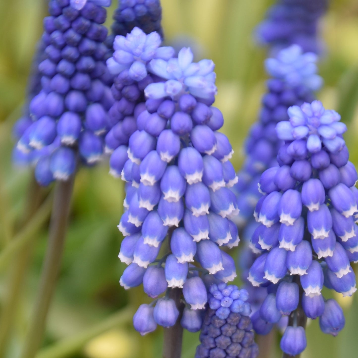 Muscari botryoides 'Superstar'