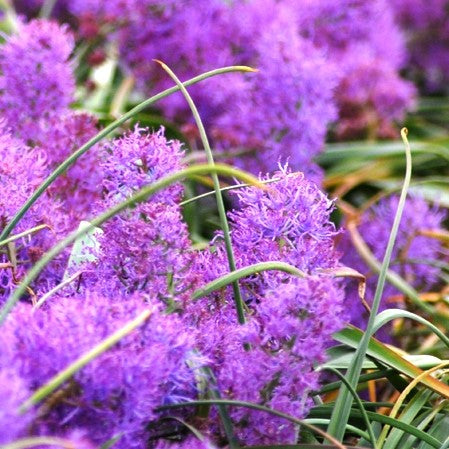 Muscari comosum