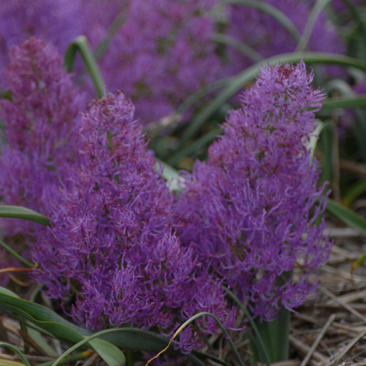 Muscari comosum 'Plumosum'