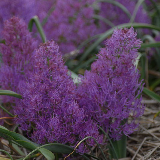 Muscari comosum 'Plumosum'