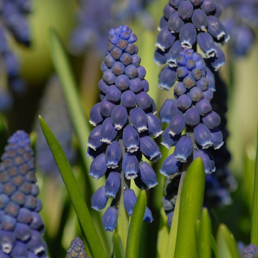 Muscari Joyce Spirit