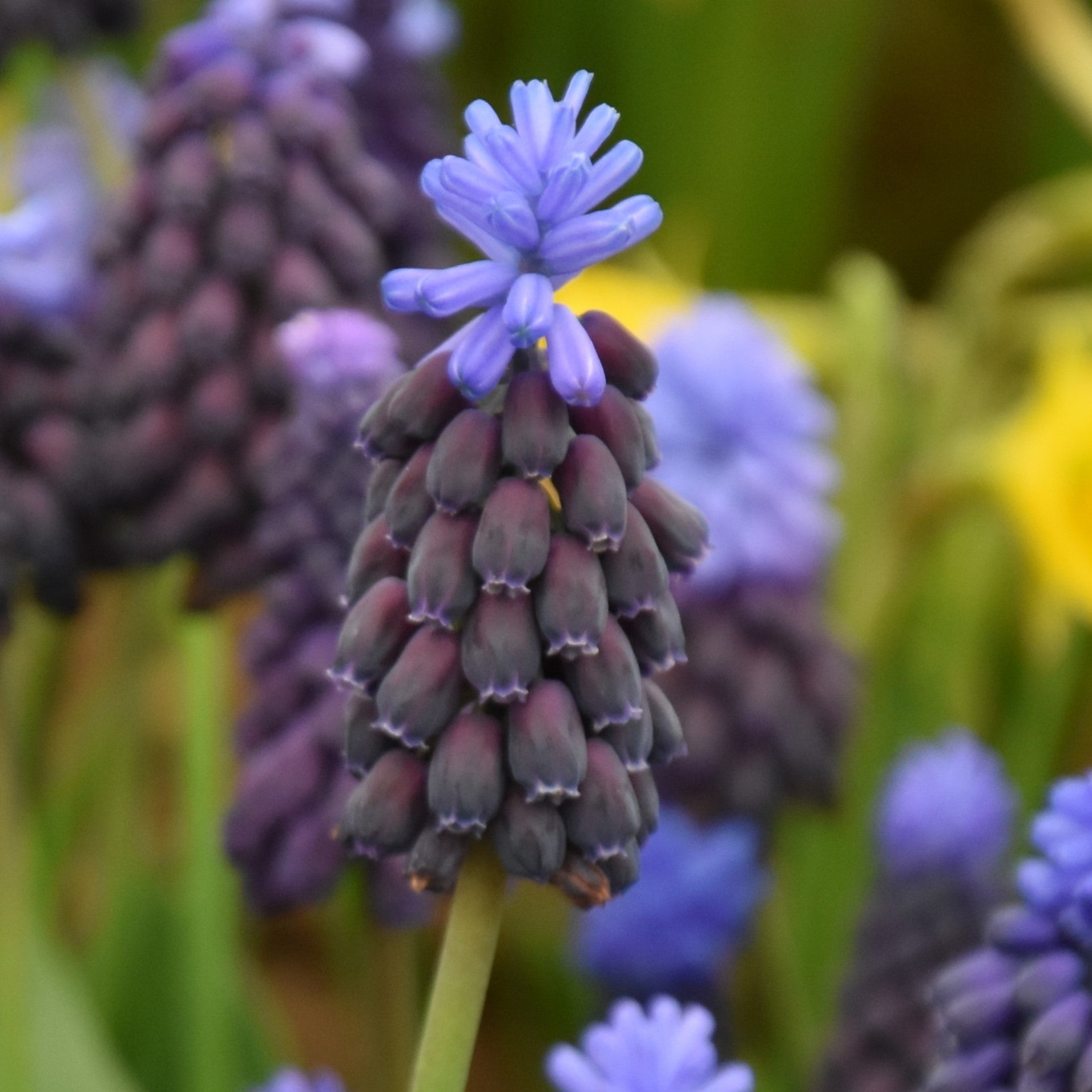 Muscari latifolium