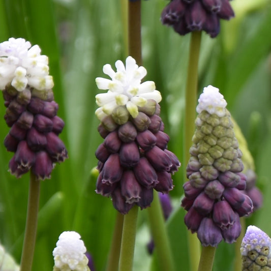 Muscari latifolium 'Grape Ice'