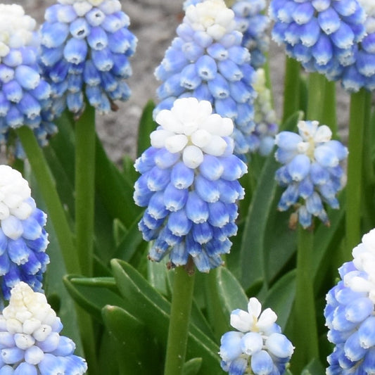 Muscari Mountain Lady
