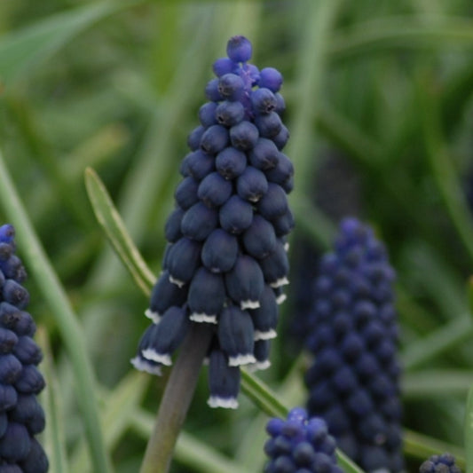 Muscari neglectum