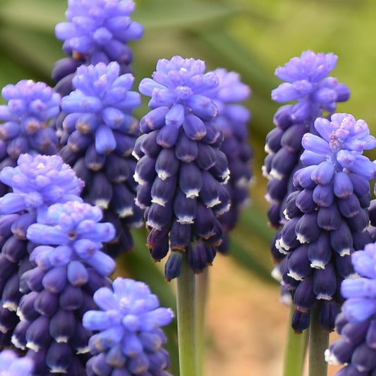 Muscari Night Eyes