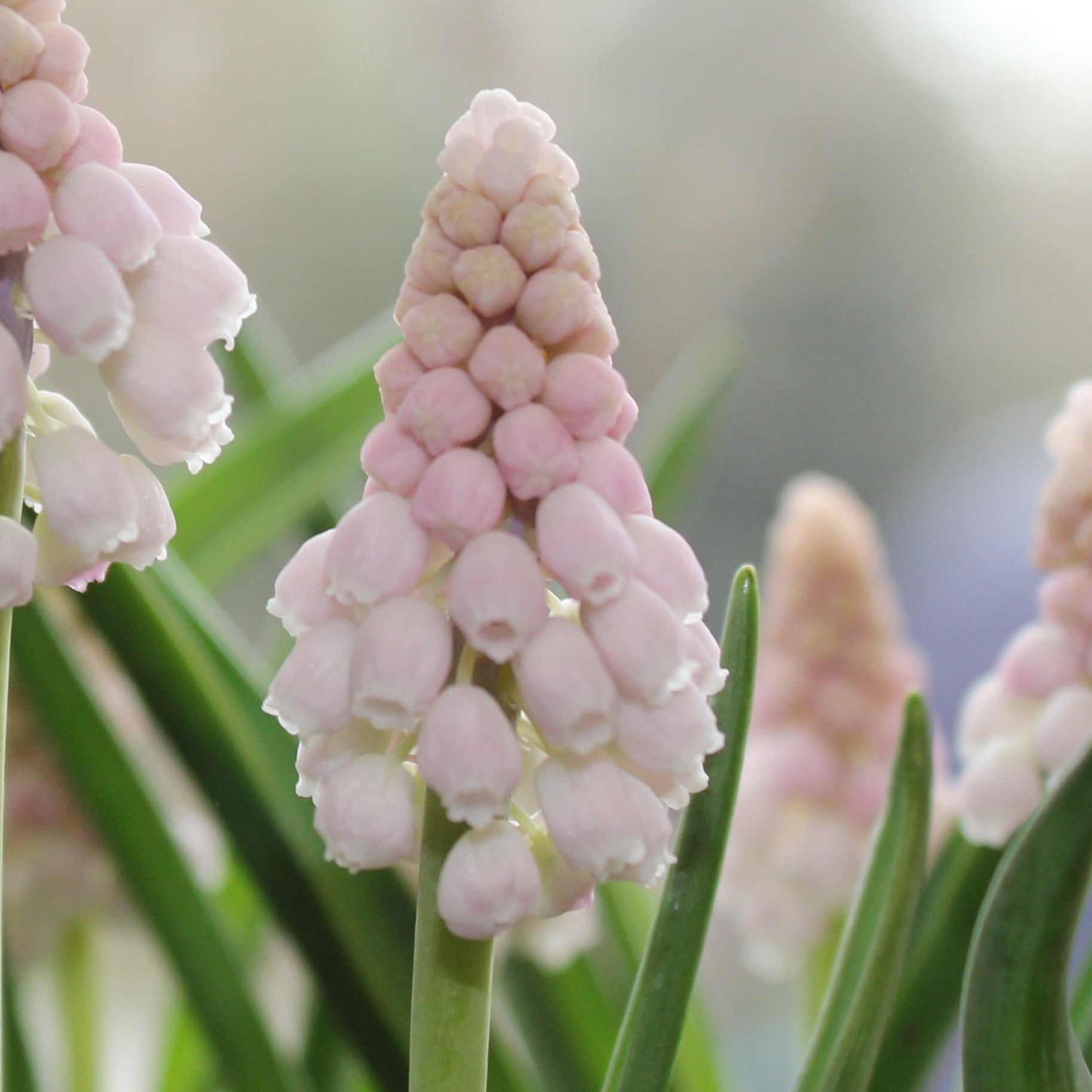 Muscari Pink Sunrise