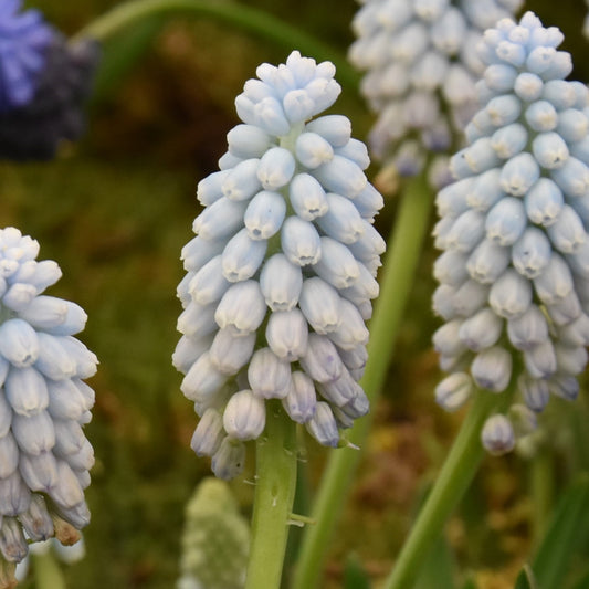 Muscari armeniacum 'Valerie Finnis'