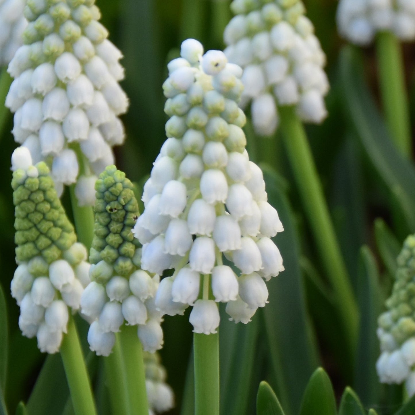 Muscari aucheri 'White Magic'