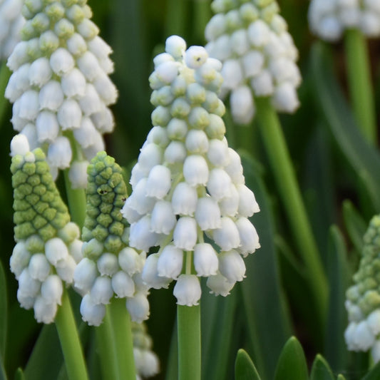 Muscari aucheri 'White Magic'
