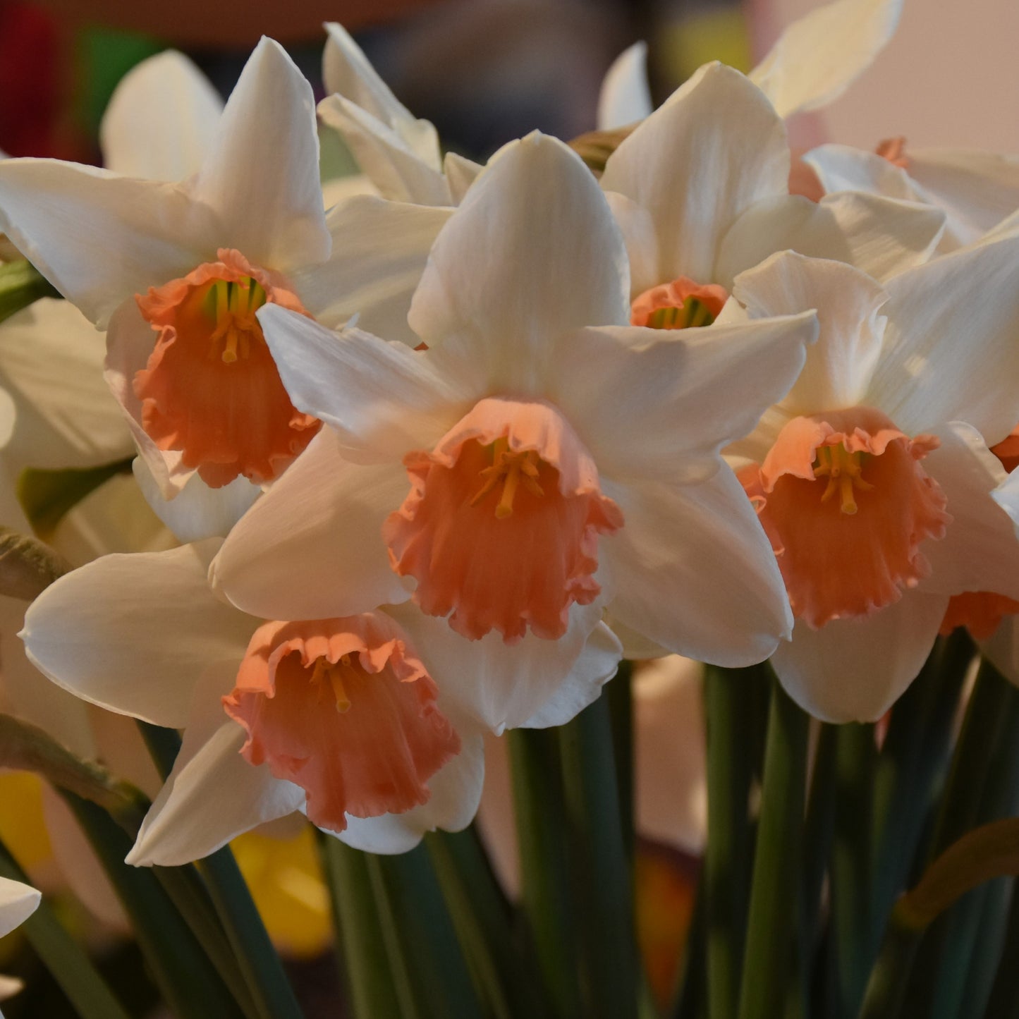 Narcissi Accent