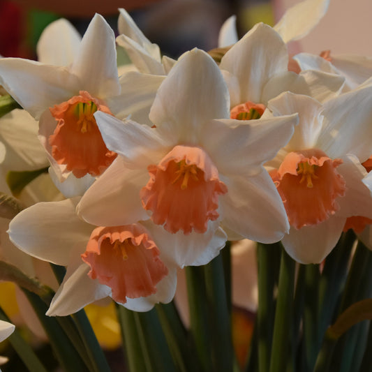 Narcissi Accent