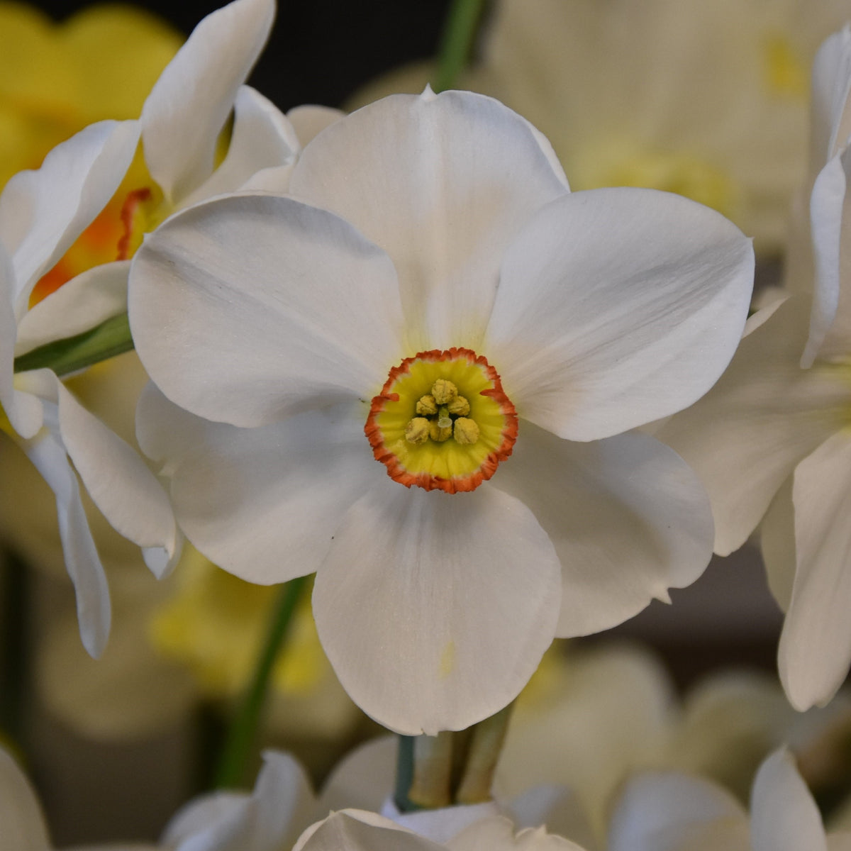 Narcissi Actaea