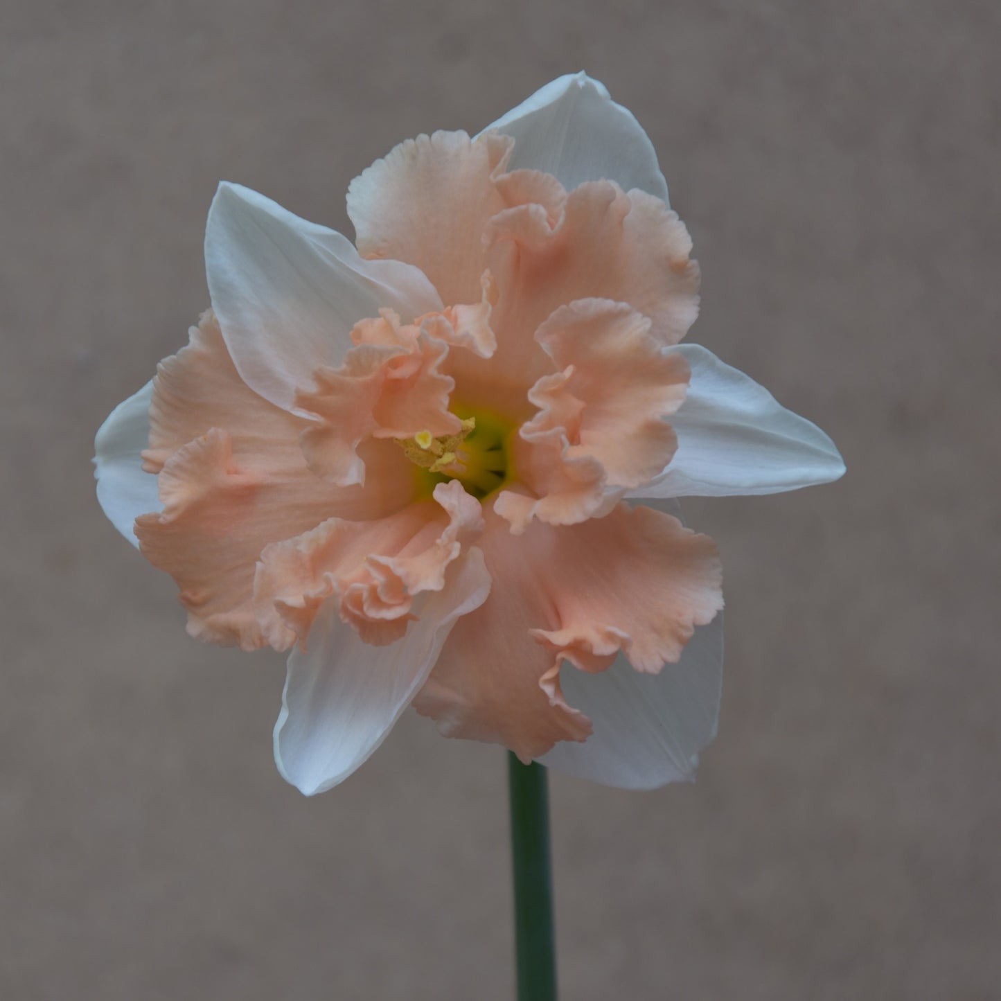 Narcissi Apple Pie