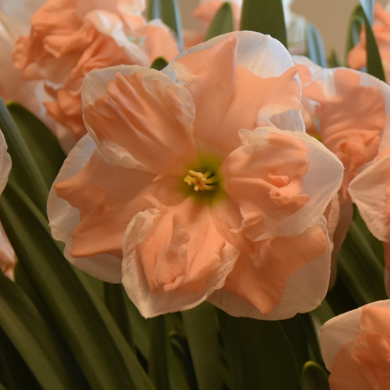 Narcissi Apricot Whirl