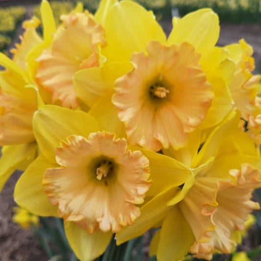 Narcissi Alexis Beauty