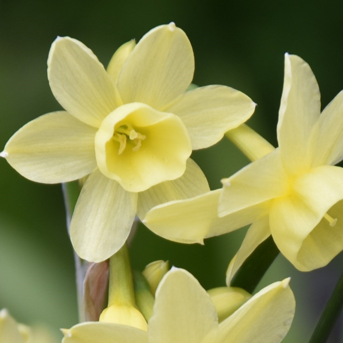 Narcissi Angel’s Whisper