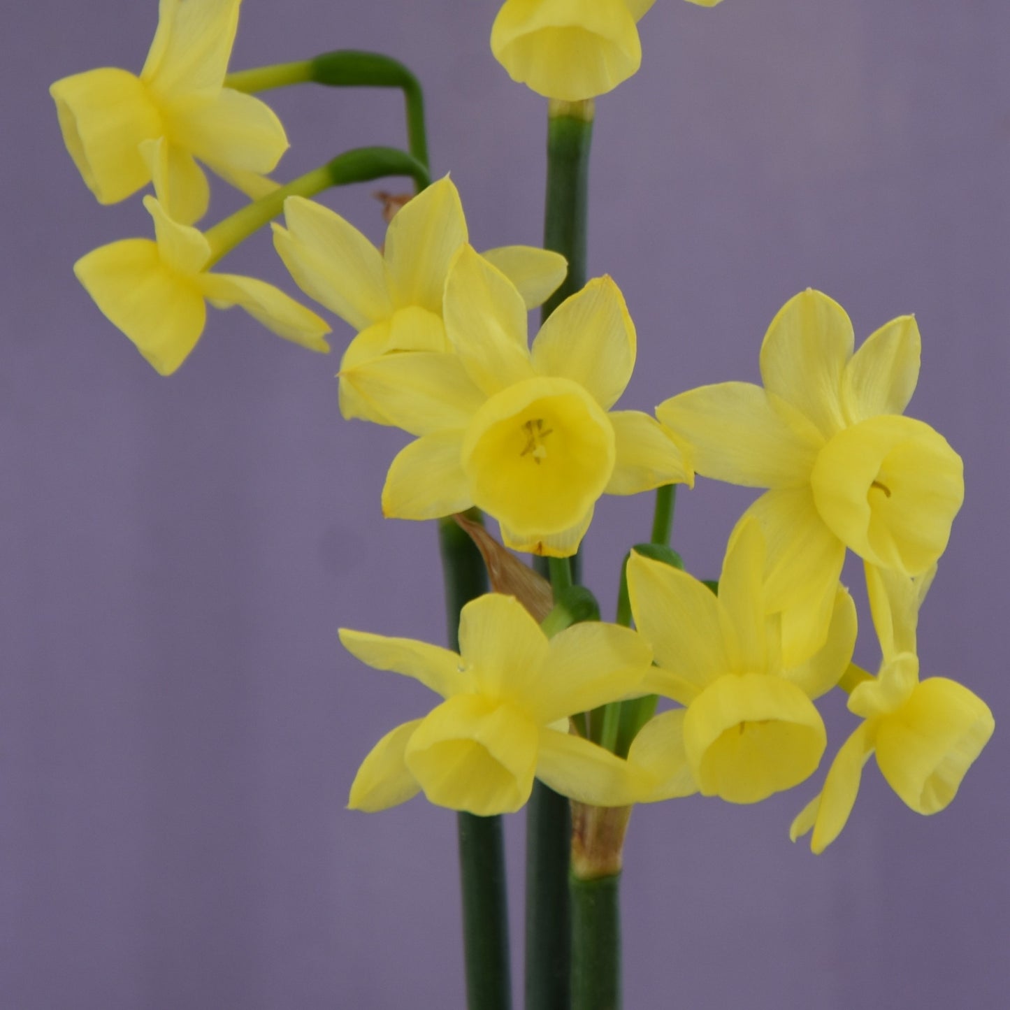 Narcissi Angel’s Breath