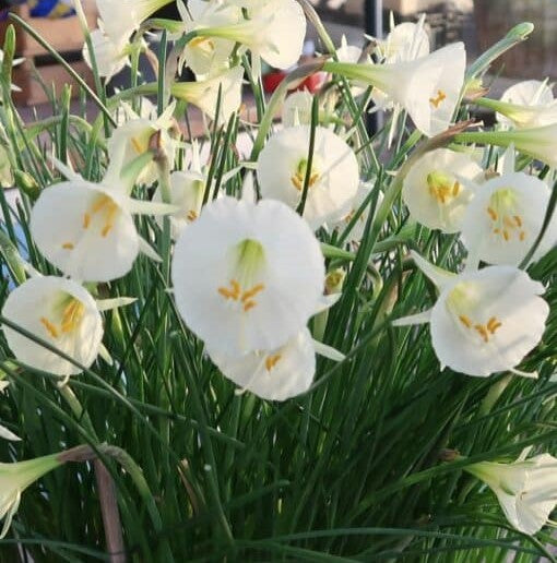 Narcissi Arctic Bells