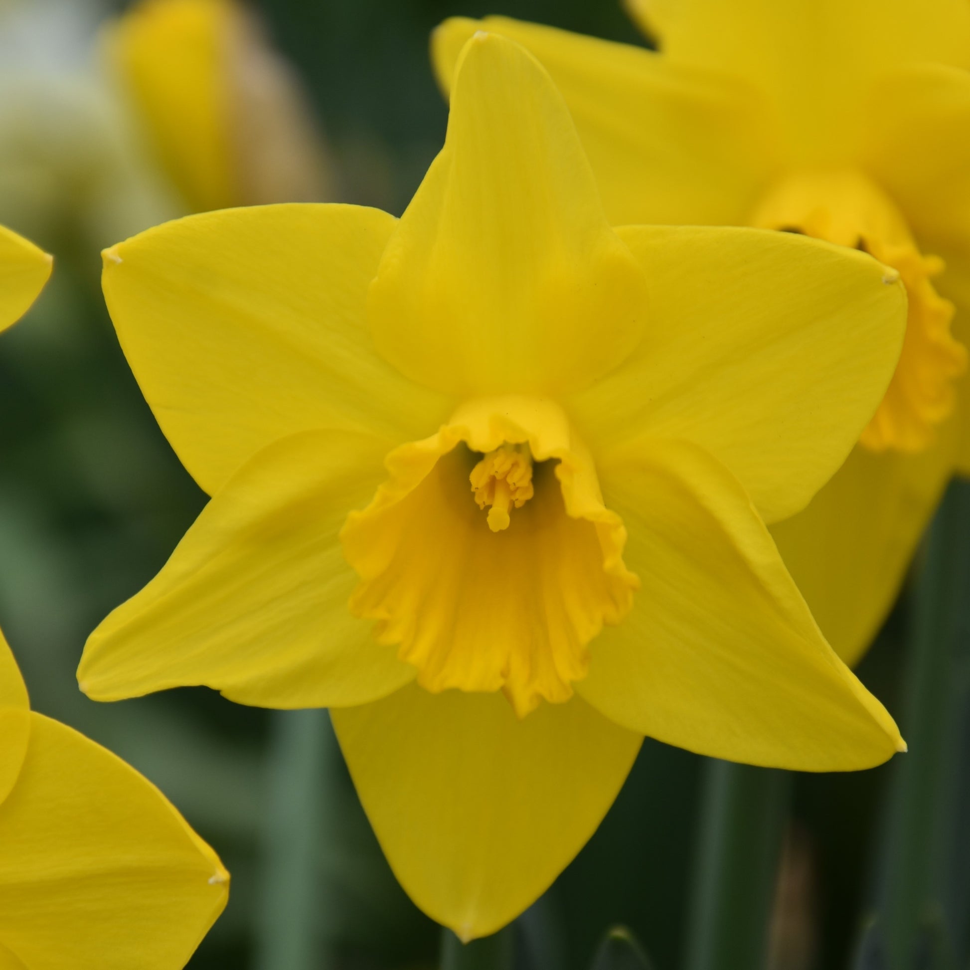 Narcissi Arctic Gold